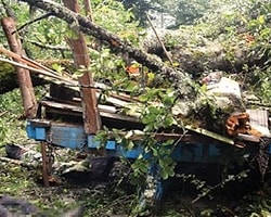 Şiddetli Rüzgârdan Ağaç Devrildi: 6 İşçi Öldü