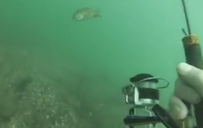 Su Altında Oltayla Balık Tutmak