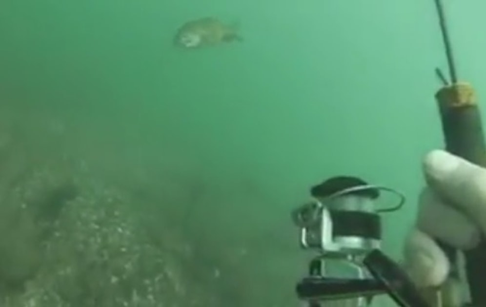 Su Altında Oltayla Balık Tutmak