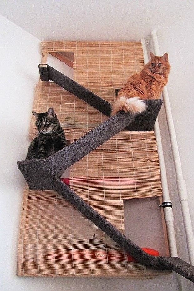 Birbirinden Guzel 21 Kedi Merdiveni