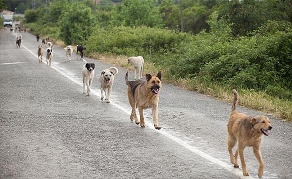 1. İstanbul'da 150.000'in üzerinde sokak köpeği bulunmaktadır.