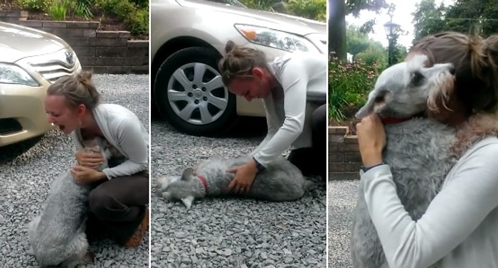 Sahibini 2 Yıl Sonra Gören Köpeğin Sevgi Çıldırışı ve Mutluluktan Bayılışı