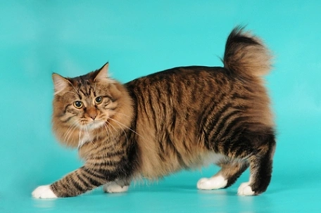 American Bobtail