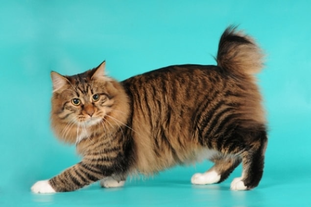 2. American Bobtail