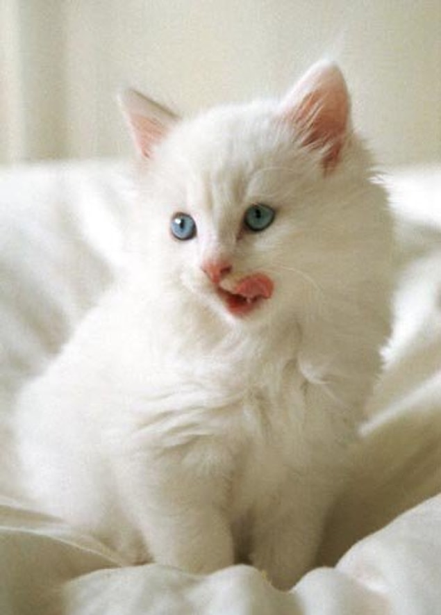 4. Ankara Kedisi (Angora)