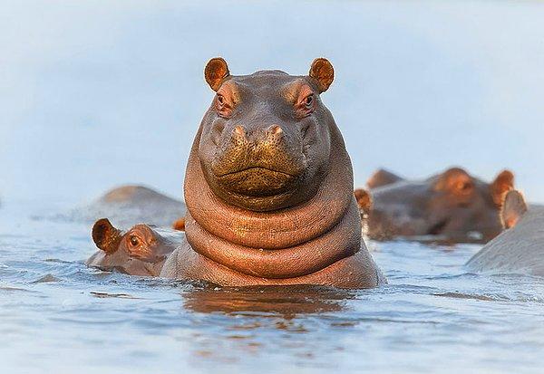 20. Hipopotamlar ciltleri kuru olduğu için nemlensin diye suya girip oturur.