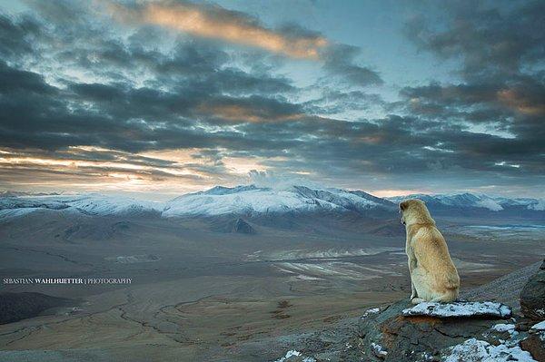 28. Başıboş Himalaya köpeği