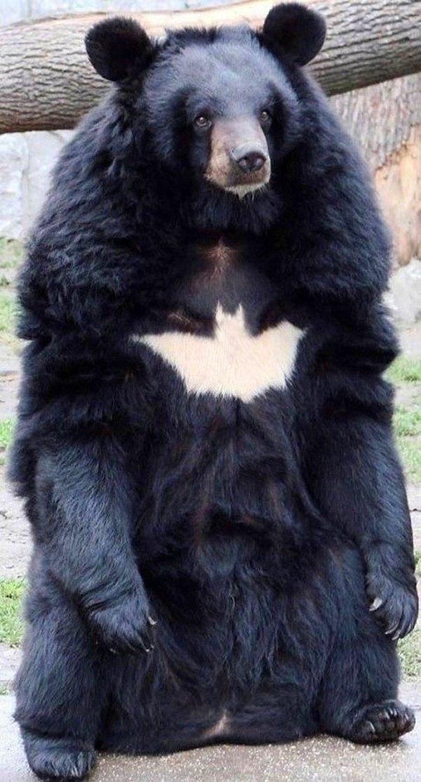 7. Bat-Bear
