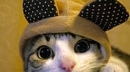 En Çok İlgi Gören 21 Kedi Türü ve Özellikleri