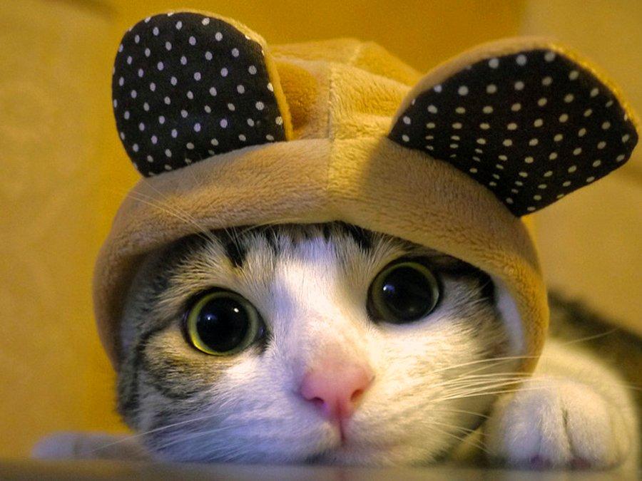 Kedi Kedi Kedi Kedi Kedi Kedi