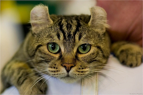 American Curl