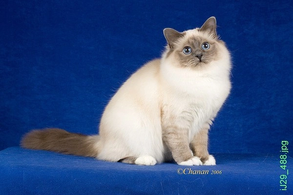 Birman
