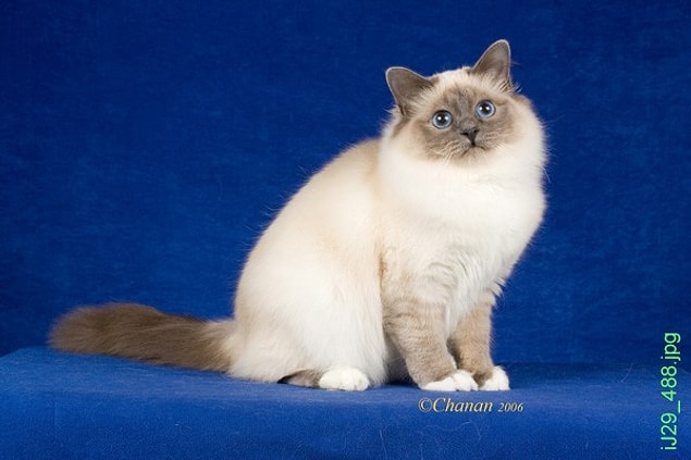 5. Birman