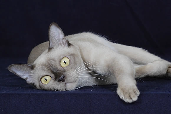 Burmese