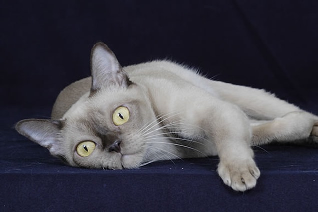 7. Burmese