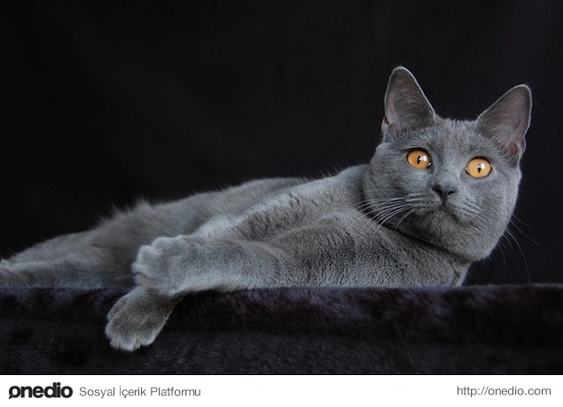 Chartreux