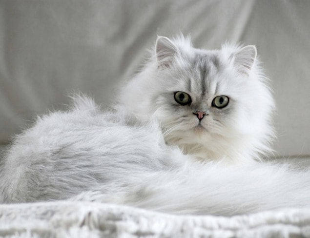 10. Chinchilla