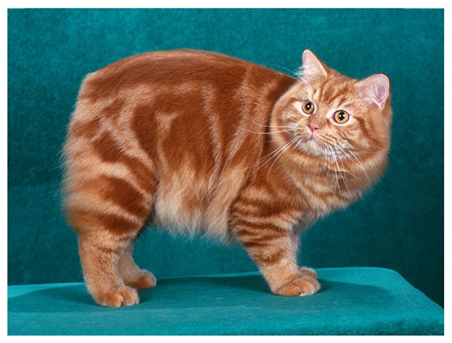 11. Cymric