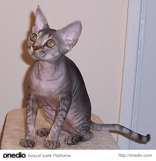 Devon Rex
