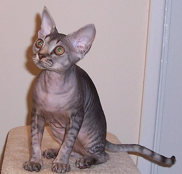 12. Devon Rex
