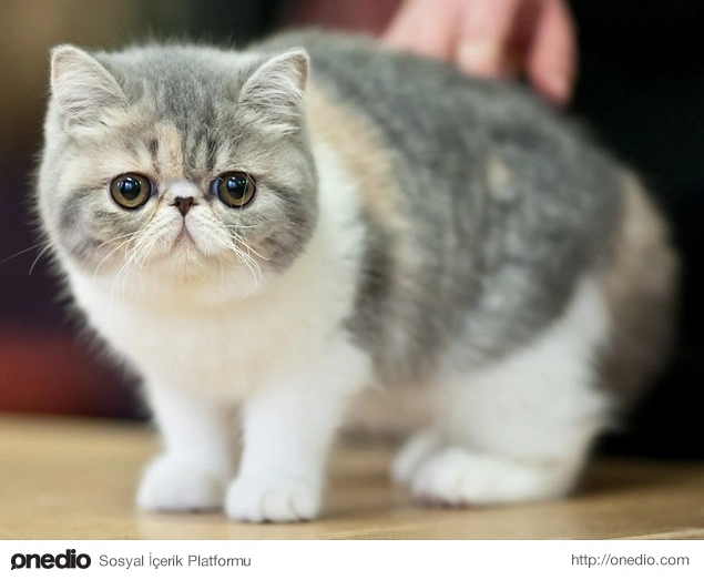 Exotic Shorthair