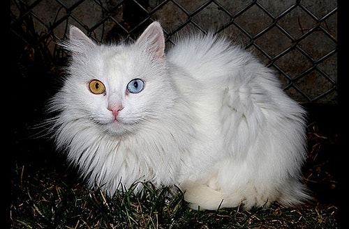En Çok İlgi Gören 21 Kedi Türü ve Özellikleri