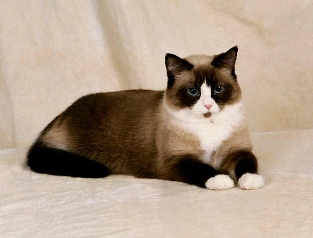 Snowshoe