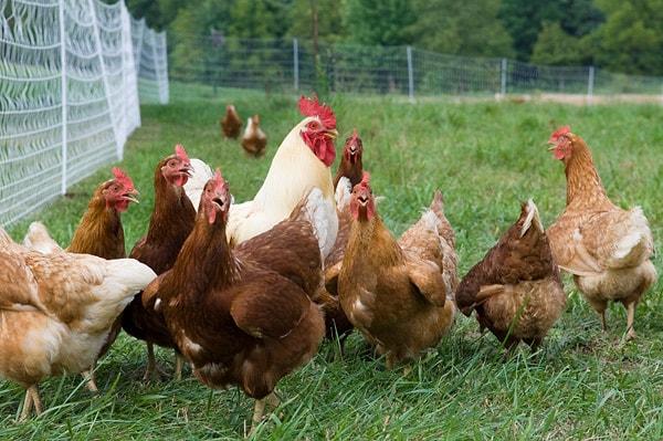 6. Müslüman tavuklara neden gümrük koyuyorsunuz?