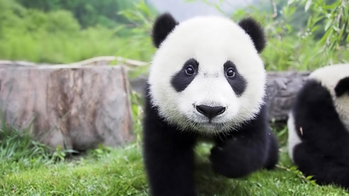 Yer Çekimine Ayak Uyduramayan Bebek Pandalar