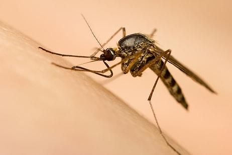 Sivrisinekler Hakkında 16 İlginç Gerçek