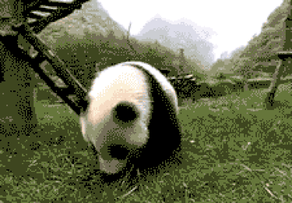 Pandaların Yuvarlanmak İçin Yaratıldığının 13 Kanıtı