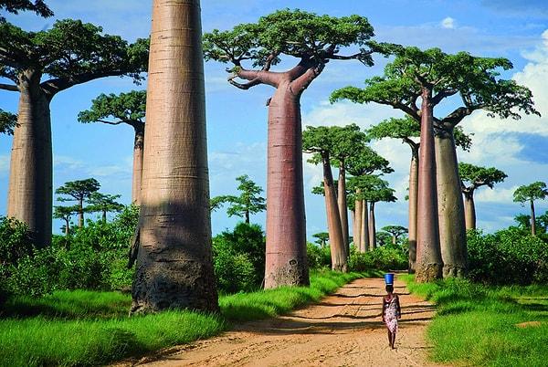 20. Baobab Yolu / Madagaskar