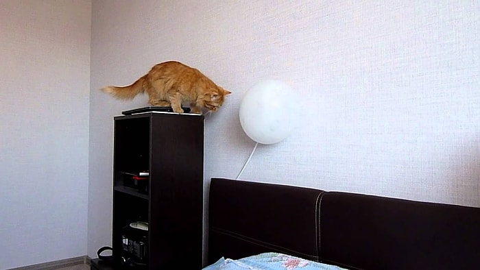 Balonla Oynayan Meraklı Kedinin Hazin Sonu