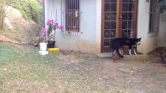 Kendi Çöplüğünde Aslan Gören Köpeğin Yaşadığı Dumur