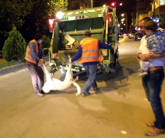 Zehirli İğne ile Köpek Katliamı