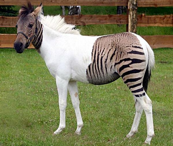 Vitiligo Zebra