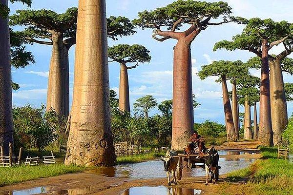 9. Madagaskar'daki Boabab ağaçları bu dünyaya ait değilmiş gibi görünüyor. Dallarına göre aşırı büyük olan gövdesi su deposu görevi yapıyor.
