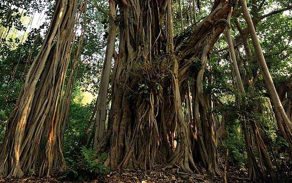 24. Banyan ağaçları dallarından kök salabilme özelliği olan ilginç bir türdür.