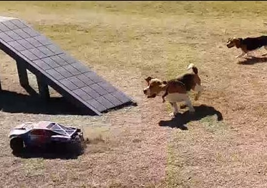 Tüm Köpekleri Peşinden Koşturmak