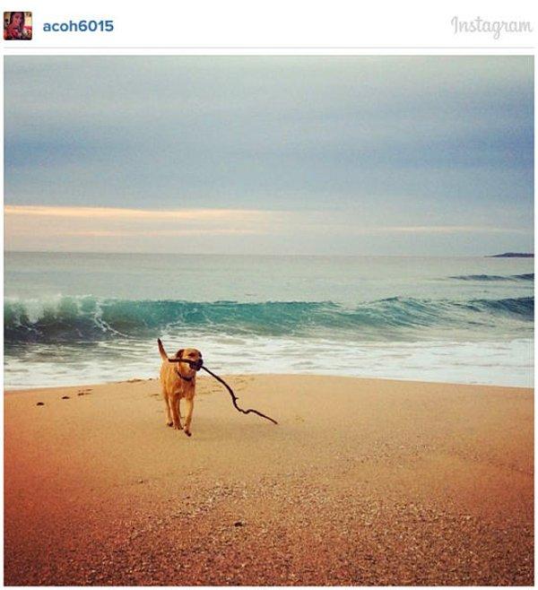 5. Instagram'a göre plajdaki köpek