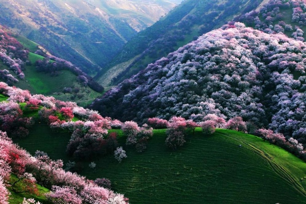 Doğaya Tekrar Tekrar Hayran Olmanızı Sağlayacak Dünyanın En Acayip 14 Ormanı