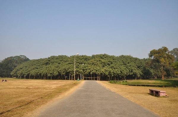 12. The Great Banyan, Hindistan