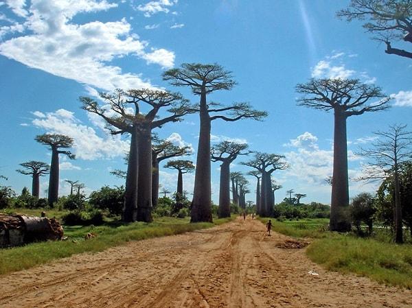 14. Boabab Bulvarı - Madagaskar
