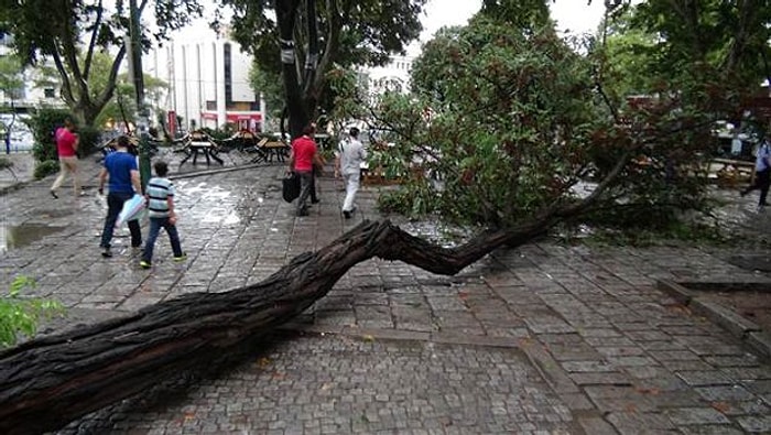 Beyazıt Meydanı'nda Ağaç Devrildi: 2 Ağır Yaralı