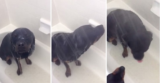 Köpeğin Duş Keyfi