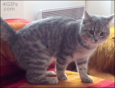s-afdbd06260032df8cc7a69c1aa00dcd2da029b0e.gif