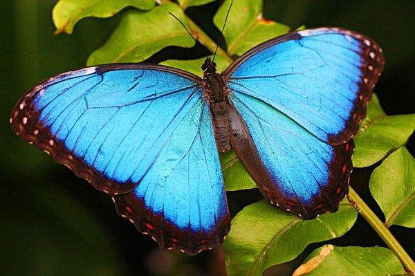 9. Mavi morfo kelebeği