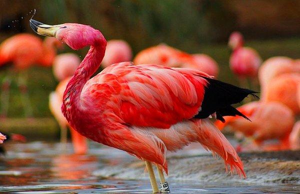 İspanyolca ya da Portekizce "alev rengi" anlamına gelen bir kelimeden türeyen bir isme sahip olan bu kuşlar canlı görünümleriyle tanınırlar.