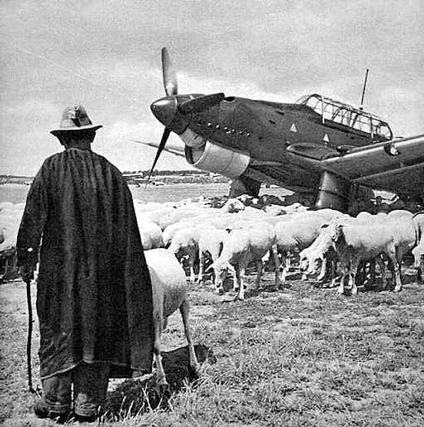 20. Alman bombardıman uçağının yanında koyunlarını otlatan çoban