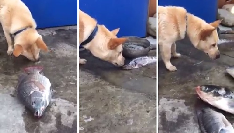 Köpeğin Balıkları Hayatta Tutma Çabasına Şaşıracaksınız